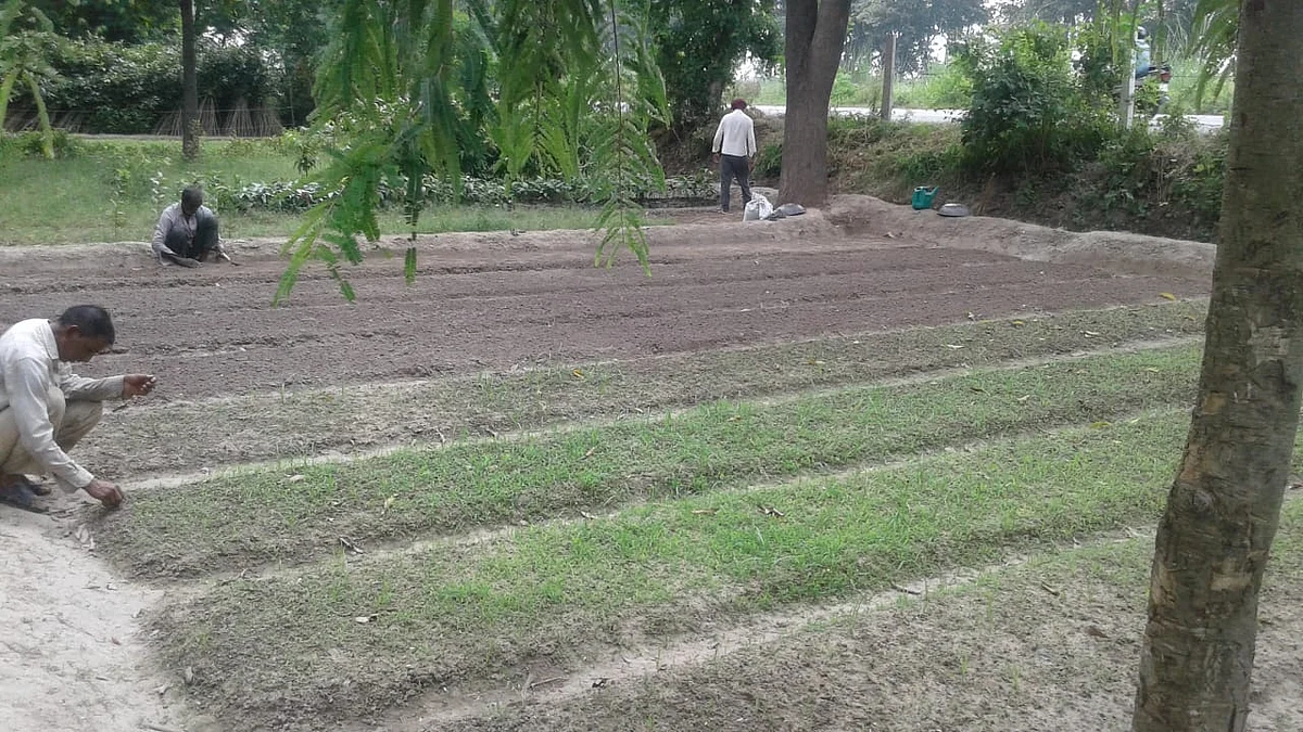 औरैया : वनविभाग की पौध शाला में अच्छे किस्म की नींबू की नर्सरी हो रही तैयार