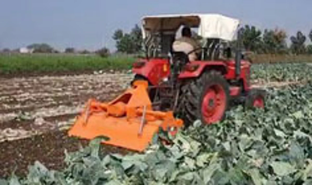 बेमौसम बारिश से खराब फूलगोभी की फसल पर किसान ने चलाया रोटावेटर