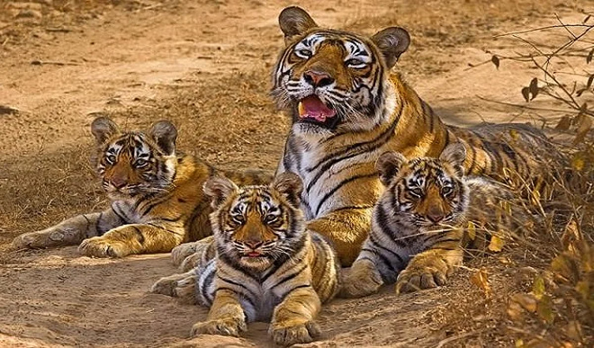 पन्ना टाइगर रिजर्व में दो बाघिनों ने दिया चार शावकों को जन्म, बाघों की बढ़कर हुई 75