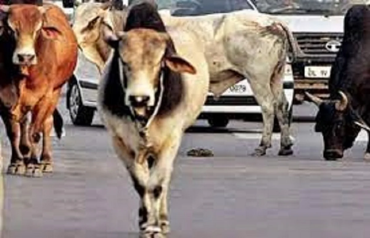 उप्र : संरक्षित छुट्टा गोवंश की देखभाल के लिए 50 करोड़ की धनराशि स्वीकृत