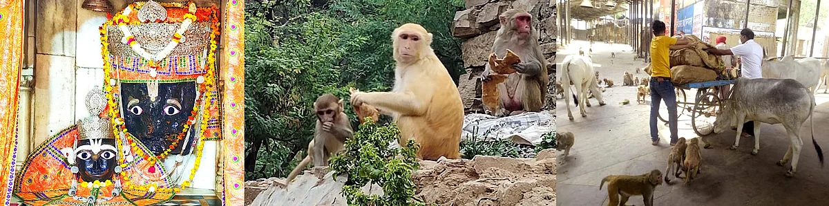 चित्रकूट : कामदगिरि पर्वत के बंदरों की भूख मिटाने को आगे आए समाजसेवी