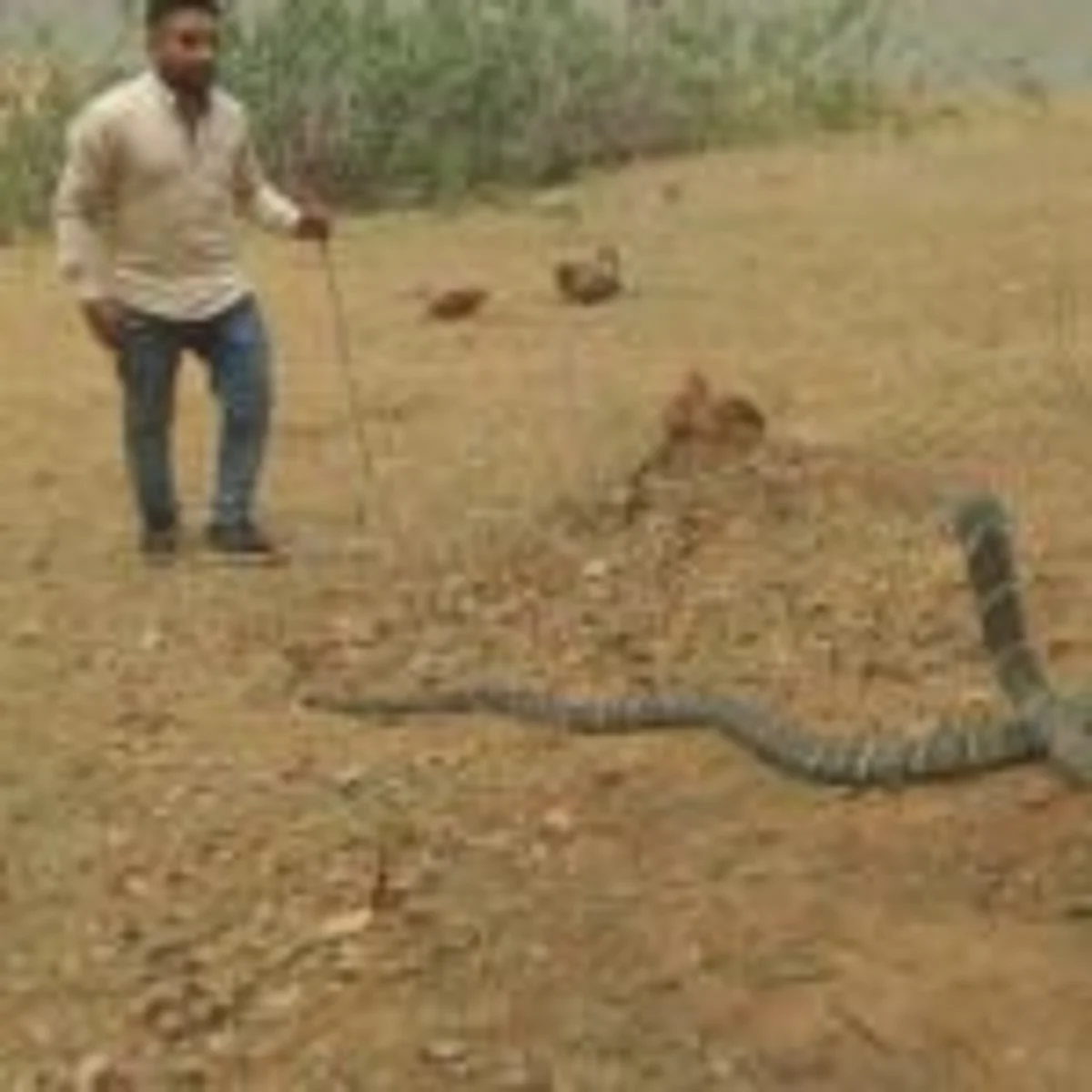 कोरबा : अब तक का विशालकाय किंग कोबरा का किया गया सफल रेस्क्यू, डीएफओ प्रियंका पाण्डेय रही मौजूद
