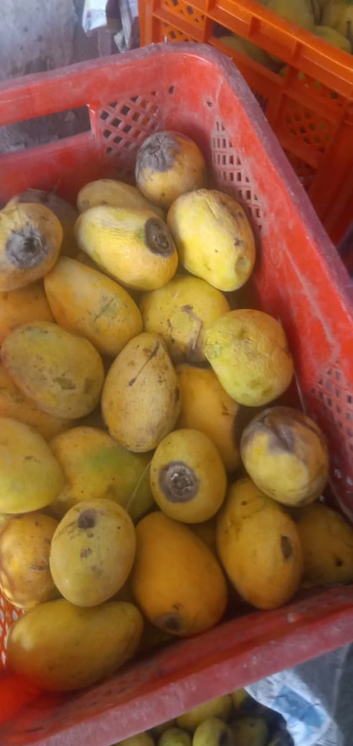 उज्जैन: जनता कर्फ्यू ने लगाया फल व्यापारियों को लाखों रूपये का फटका