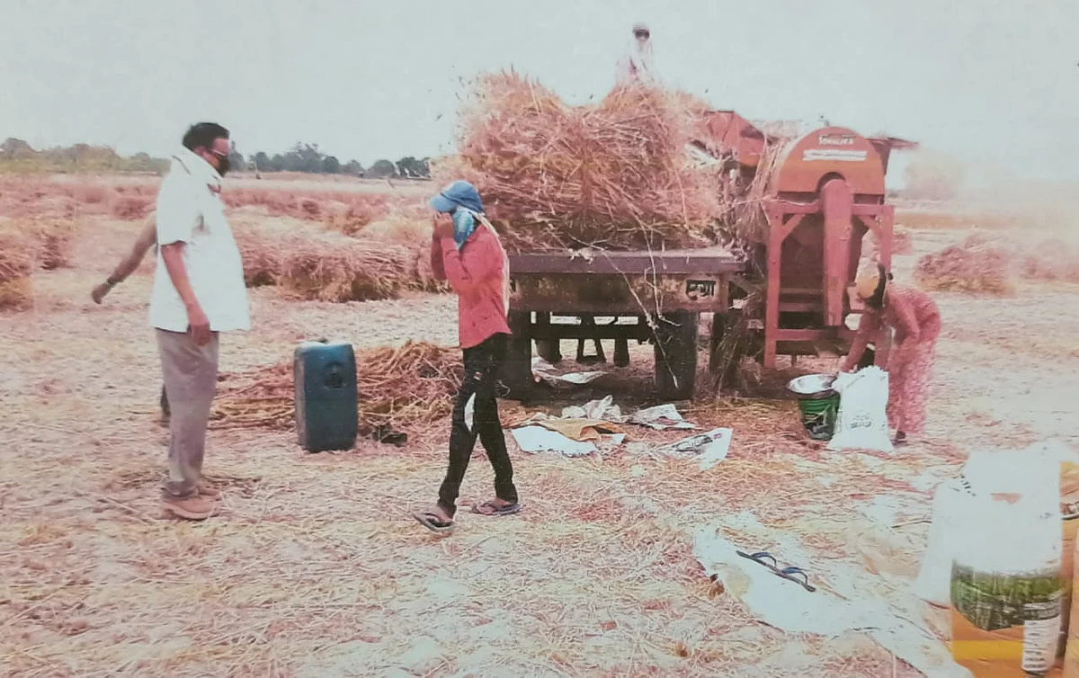 फसल की मड़ाई में चुस्त कपड़े पहने किसान, कारोना गाइड लाइन का करें पालन