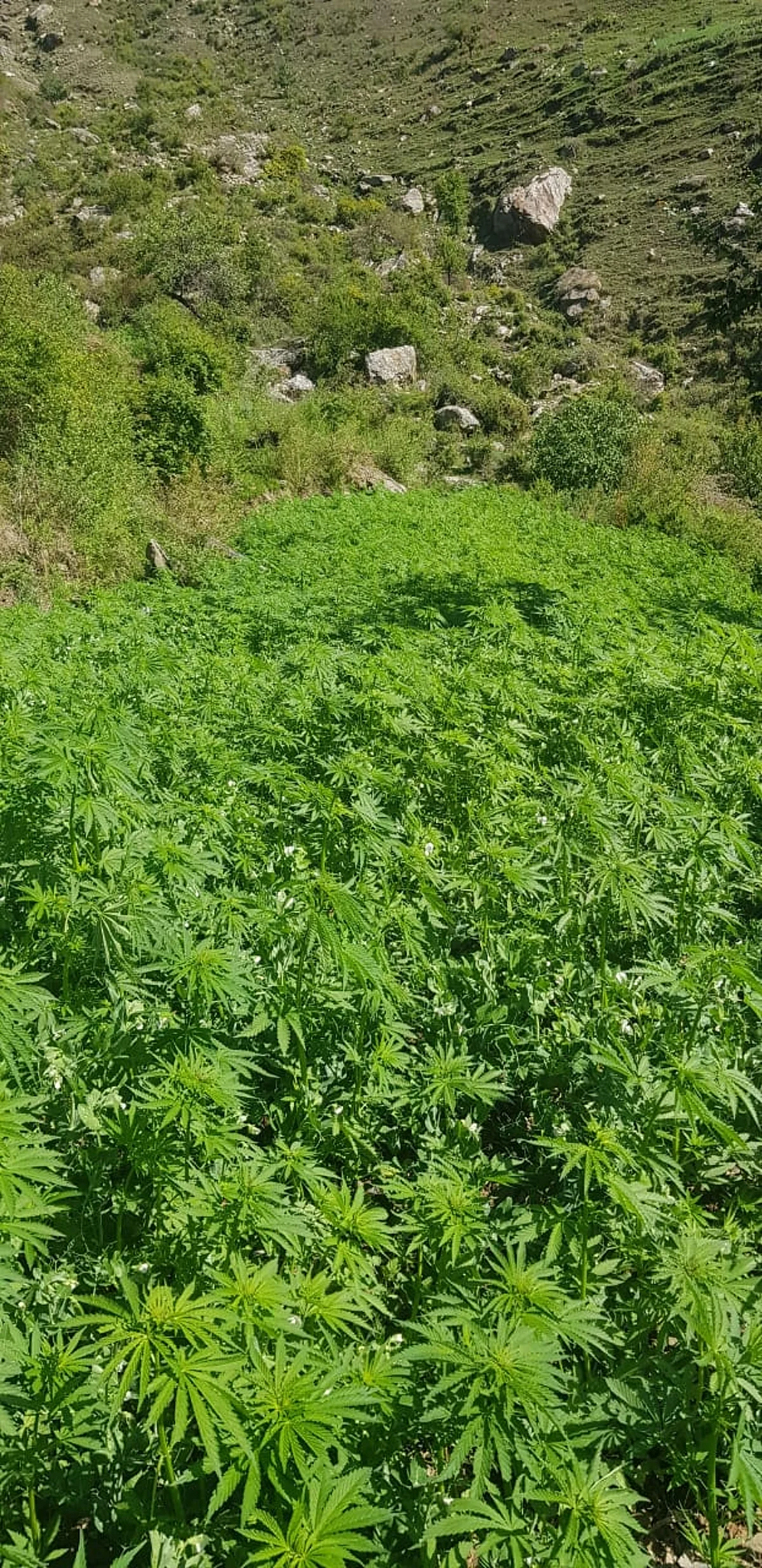 सैंज पुलिस ने नष्ट की नशे की खेती