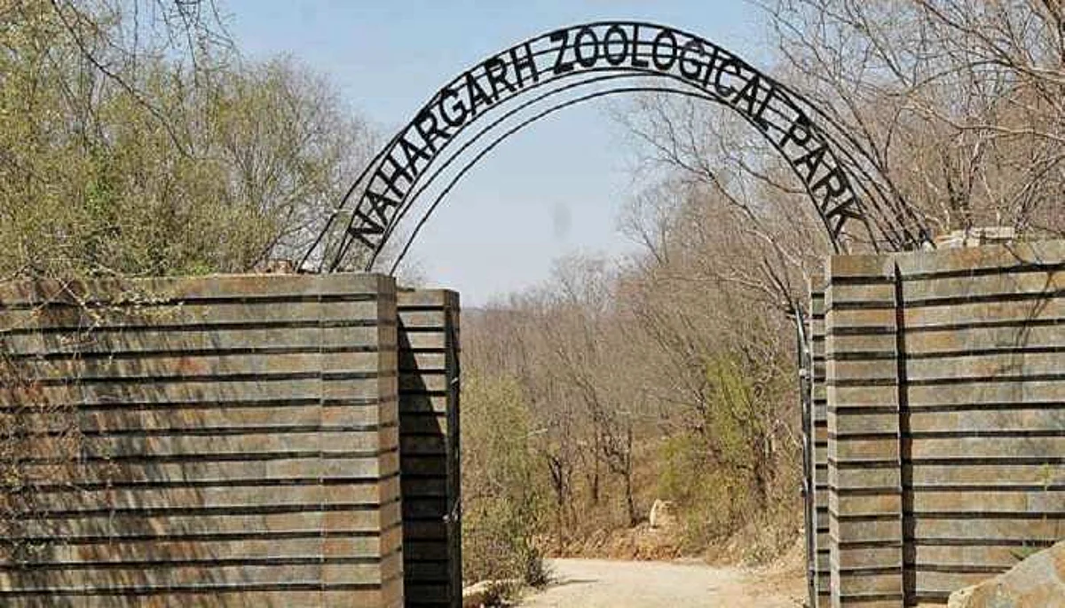 नाहरगढ़ बायोलॉजिकल पार्क का बब्बर शेर ‘त्रिपुर’ कोरोना पॉजिटिव