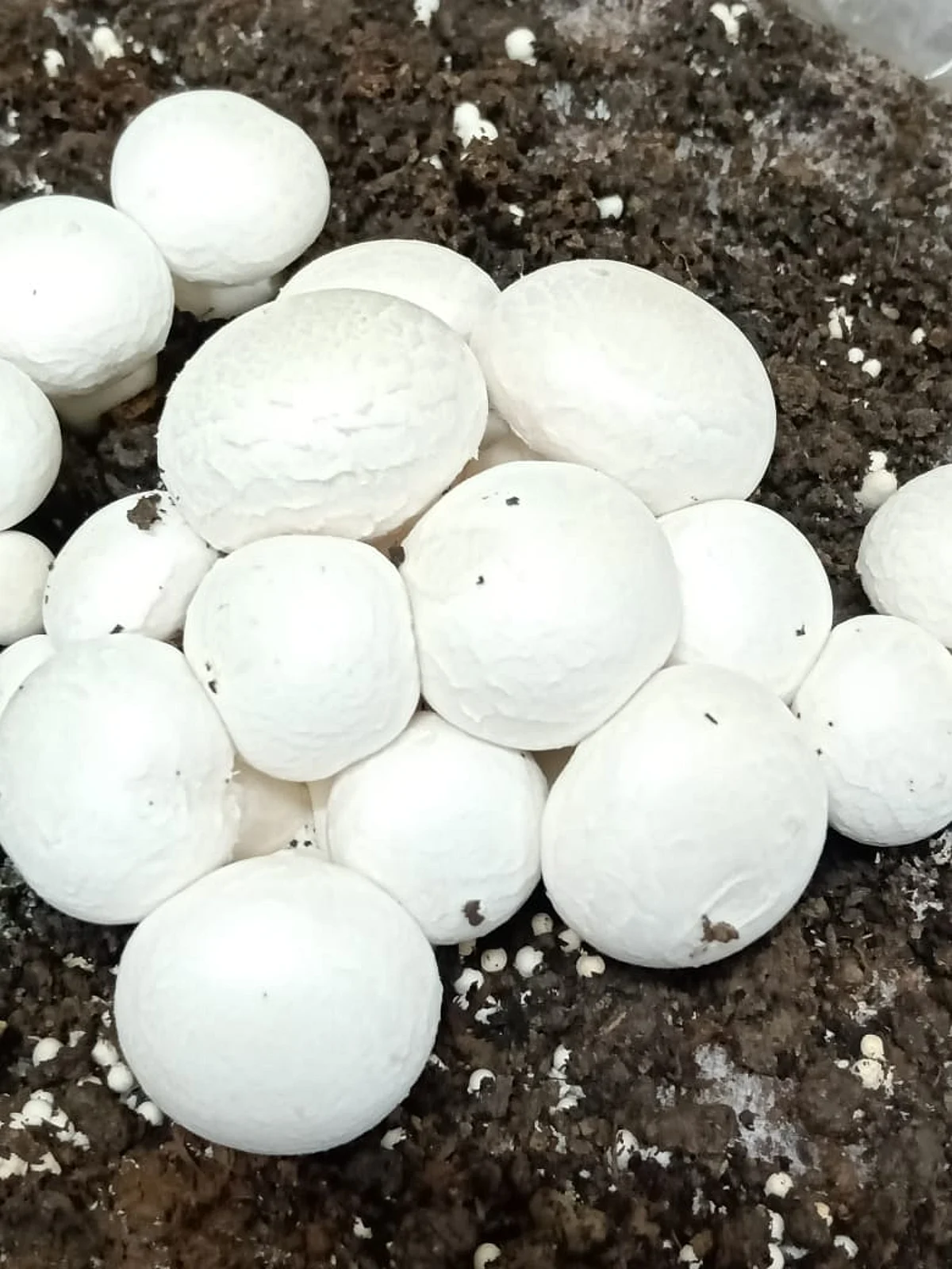 कोरोना महामारी में शरीर की प्रतिरोधी क्षमता को बढ़ाने में कारगर है मशरूम