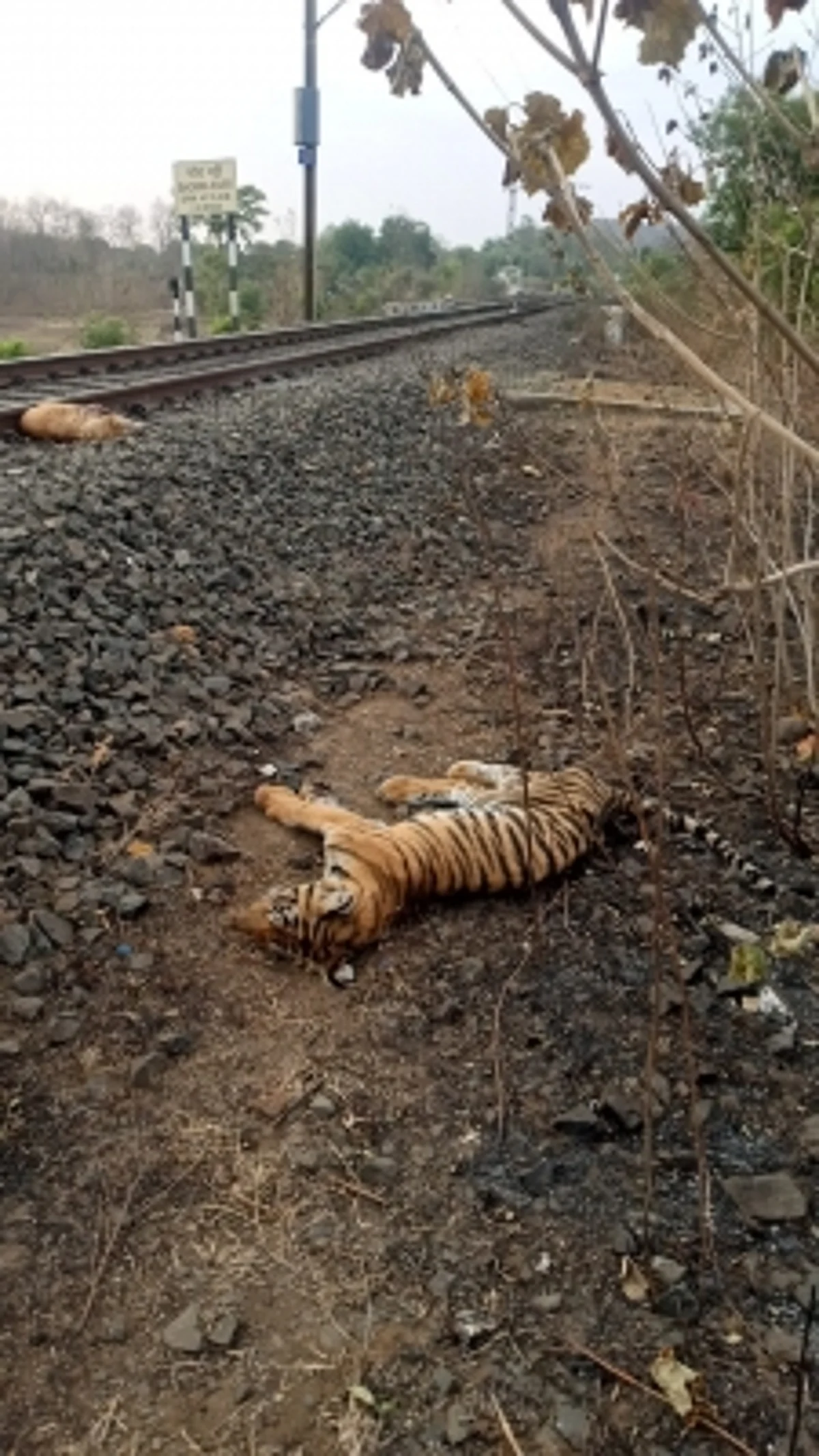 बैतूल में ट्रेन से कटकर बाघ के शावक की मौत