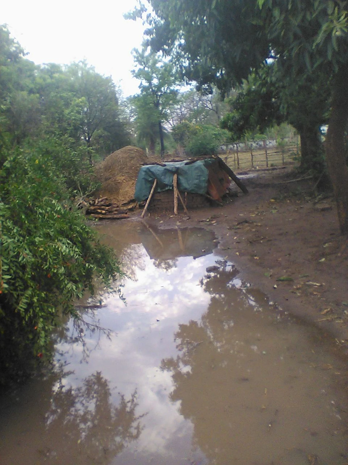धमतरी: झमाझम बारिश के साथ गिरे ओले, बेमौसम बारिश से फसलों को भारी नुकसान