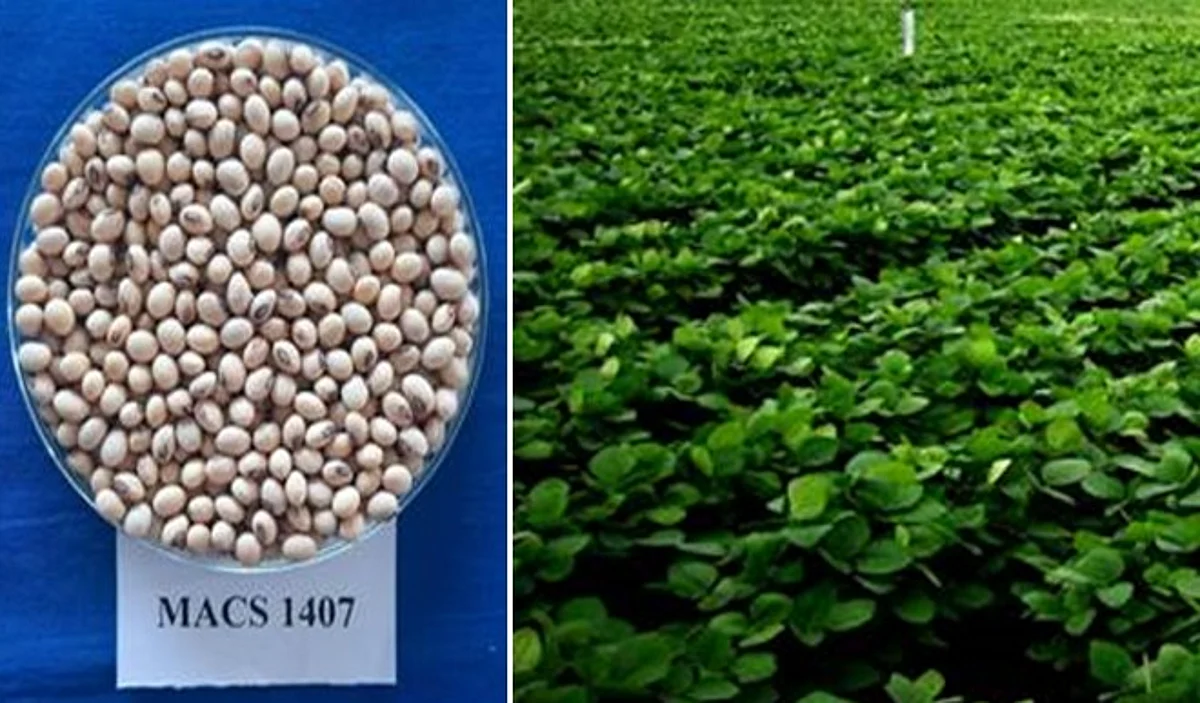 नई किस्म बढ़ाएगी सोयाबीन उत्पादन