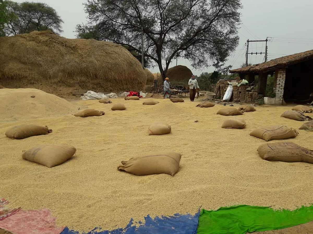 धमतरी : राइसमिलों में औने-पौने दाम पर रबी धान की खरीद, किसानों को भारी नुकसान