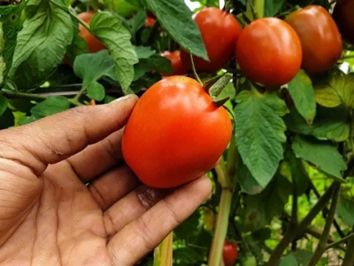 सब्जी और फलों के निर्यात का हब बनेगा वाराणसी, अमरोहा