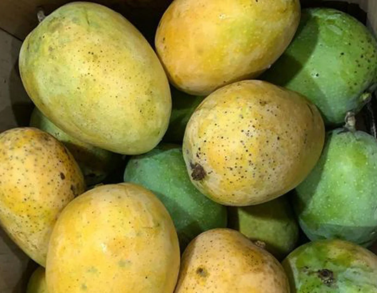 नवसारी की 'सोनपरी' आम ने मिठास में केसर को पीछे छोड़ा