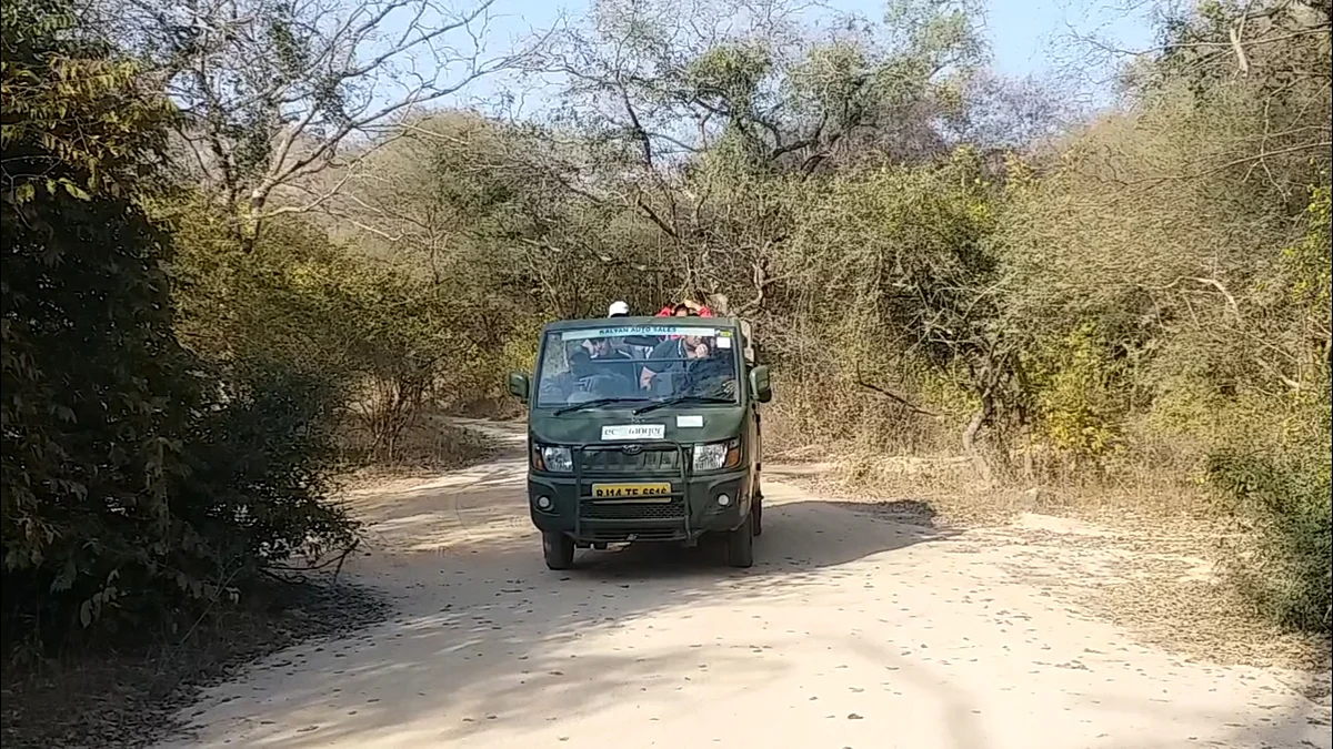 55 दिन के इंतजार के बाद झालाना लेपर्ड सफारी शुरू, पहले दिन 28 पर्यटकों ने की सफारी