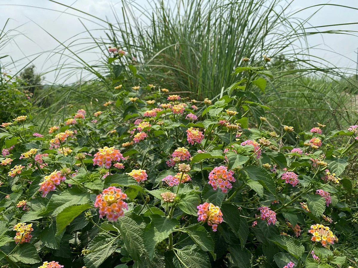 उत्तराखंड के वनों से हटेगी लैंटेना,कुरी, लगेगी बांस, घास और फलदार पौध