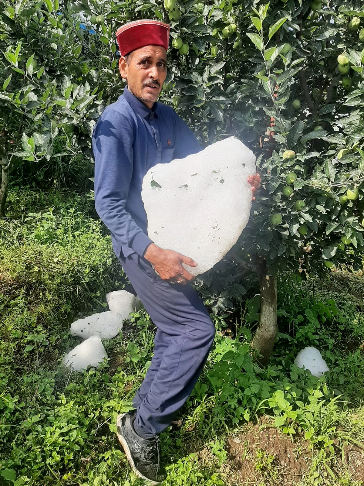उत्तरकाशी की सिंगतुर पट्टी में ओलावृष्टि से भारी तबाही, सेब बागवानों में हाहाकार