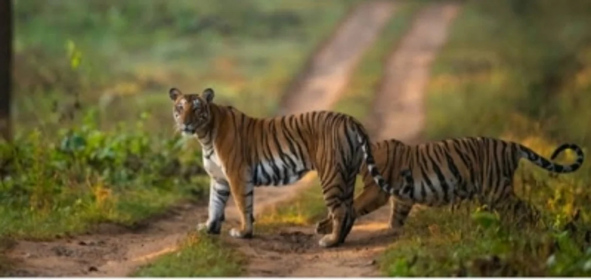 आखिरकार, कैमरे पर दिखा बाघ, तमिलनाडु के वन विभाग ने तलाशी अभियान किया तेज