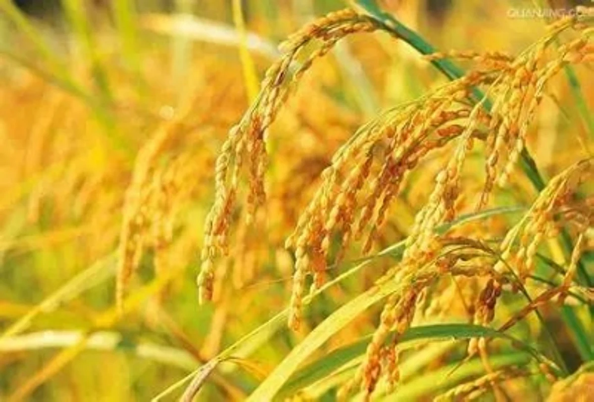 चीन ने अंतर्राष्ट्रीय समुदाय से वैश्विक अनाज बाजार को स्थिर बनाने की अपील की