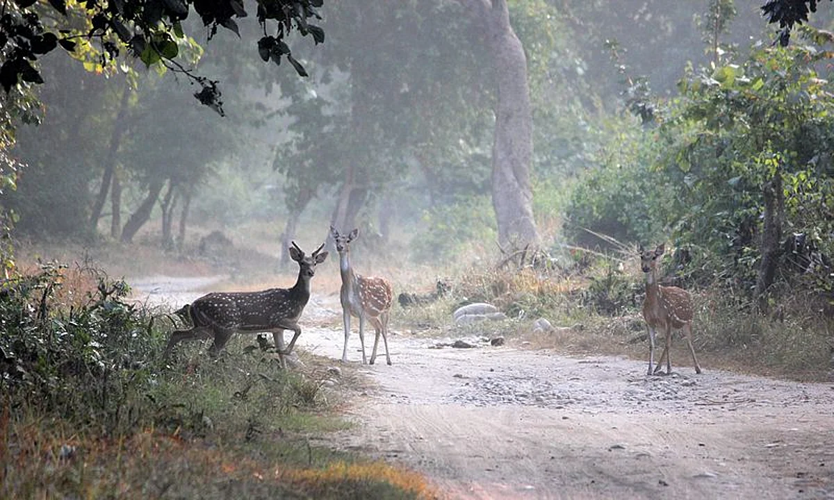 जिम कॉर्बेट नेशनल पार्क के बारे में जानकारी - Jim Corbett National Park in Hindi
