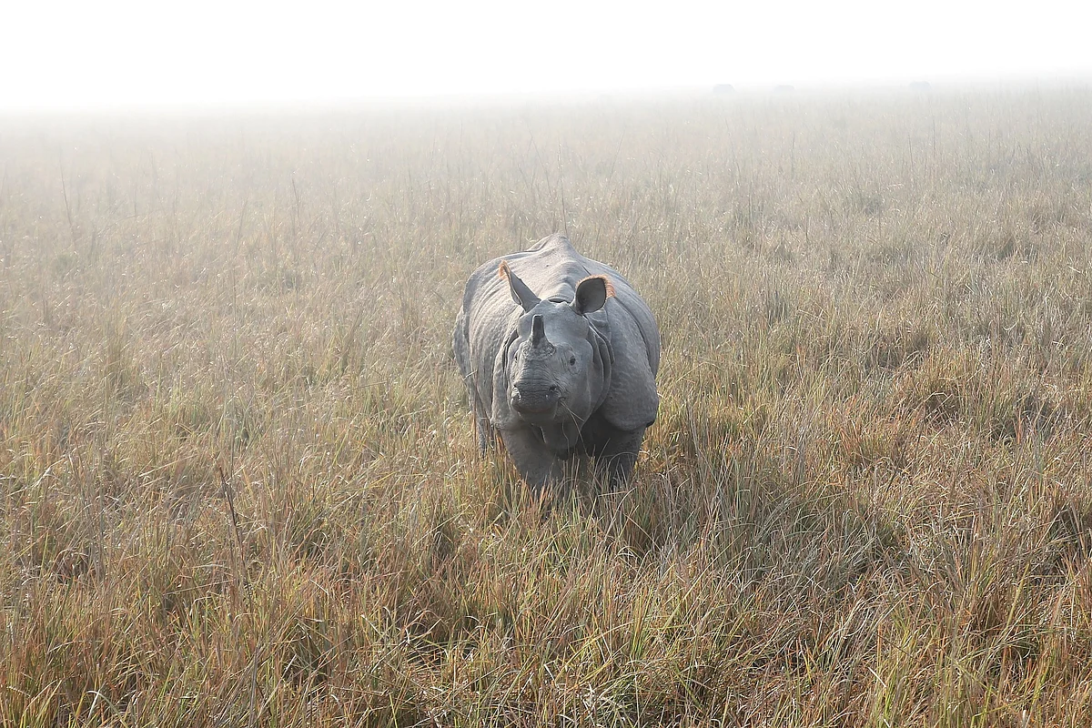 काजीरंगा राष्ट्रीय उद्यान के बारे में जानकारी - Kaziranga National Park in Hindi