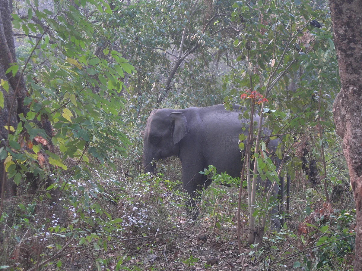 नामबोर वन्यजीव अभ्यारण के बारे में जानकारी - Nambor Wildlife Sanctuary in Hindi