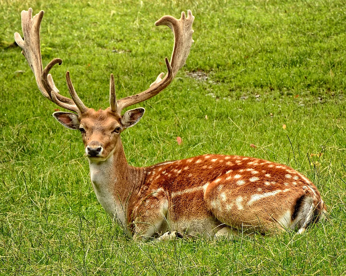 राजाजी राष्ट्रीय उद्यान के बारे में जानकारी - Rajaji National Park Uttrakhand in Hindi