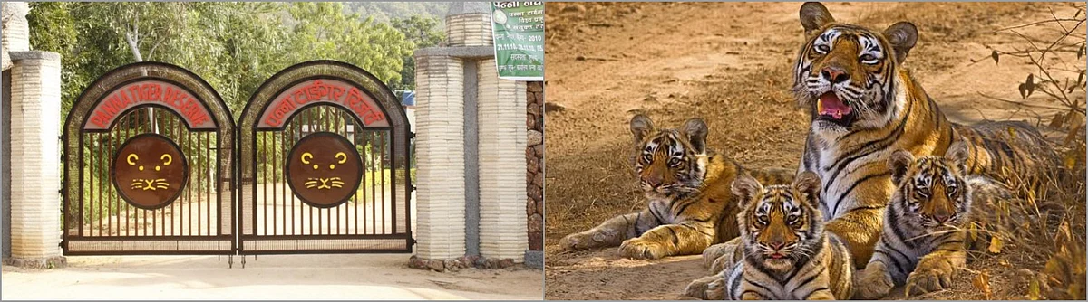 पन्ना टाइगर रिजर्व