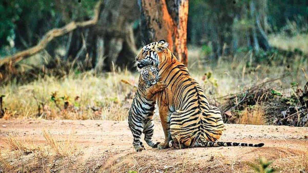 मध्यप्रदेश के पेंच टाइगर रिजर्व में पहुँचे 88 हजार से अधिक पर्यटक