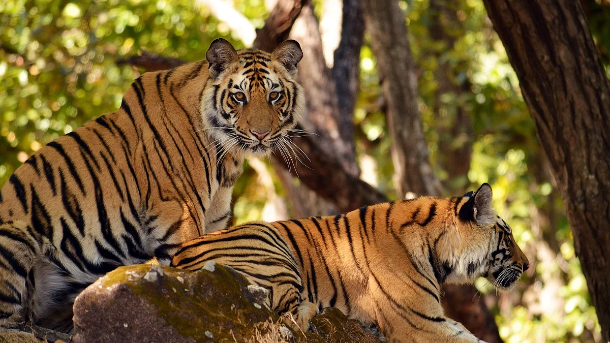 शिकारियों पर नकेल कसने टाइगर रिजर्व के संचालक ने दिए निर्देश
