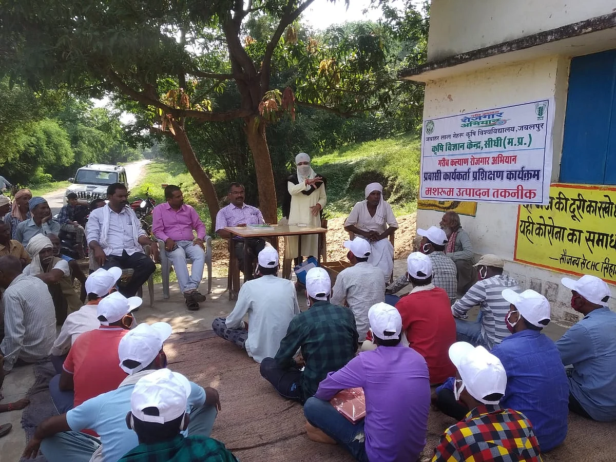 सीधी : मशरूम उत्पादन एक पौष्टिक एवं लाभकारी धंधा - अमृता तिवारी