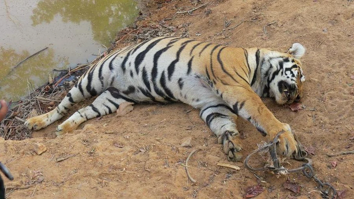#SaveTiger : 10 वर्षों में शिकारियों ने कुल 384 बाघों को मारा