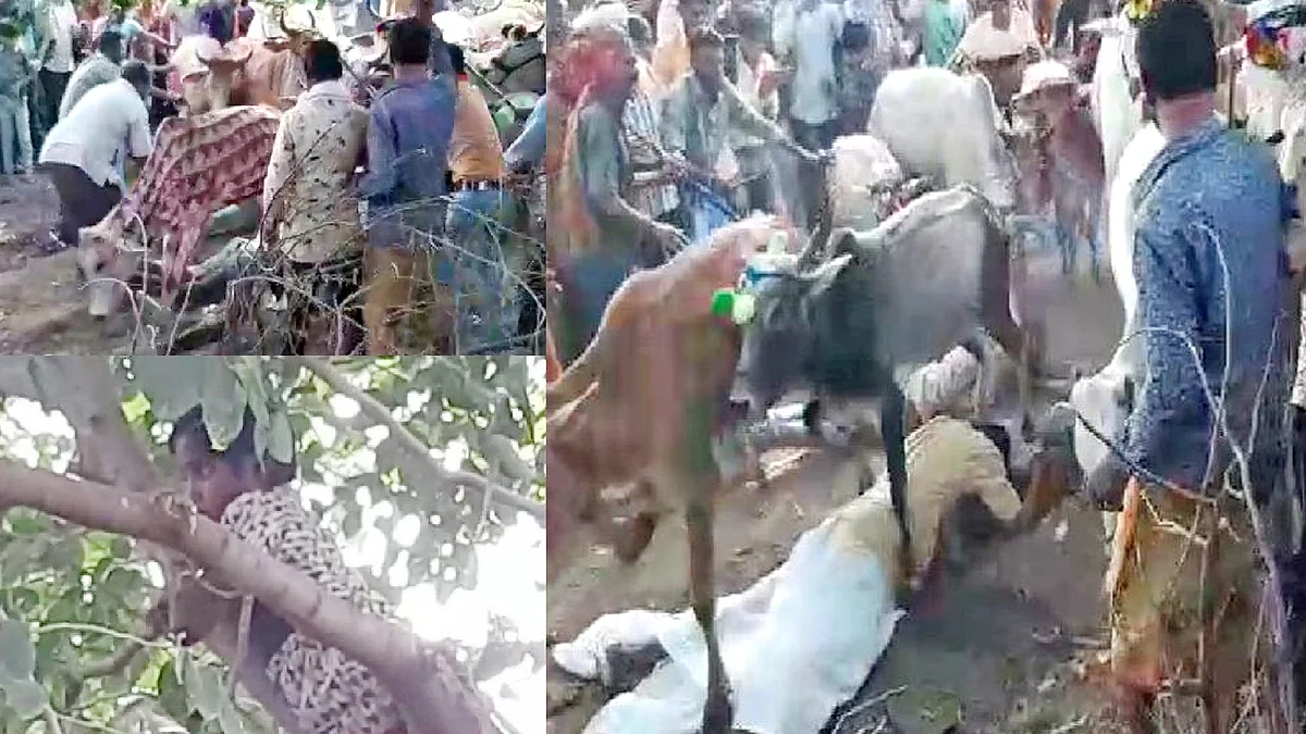 एक अनूठी परंपरा: जमीन पर लेटे मन्नतधारियों के ऊपर से दौड़कर निकलती हैं गाएं