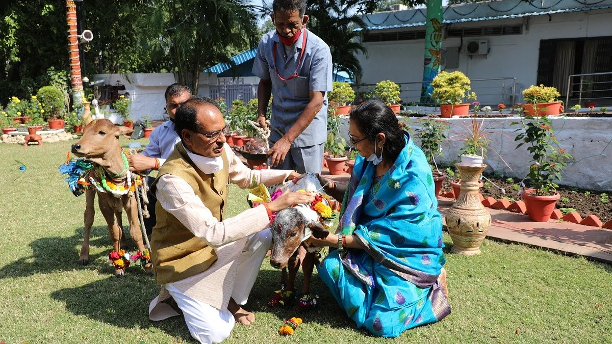 शिवराज ने आज निवास पर की गोवर्धन पूजा, नवजात बछियों से किया स्नेह और दुलार