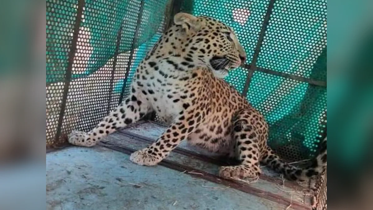 इंदौर: वन विभाग की टीम ने मादा तेंदुए का किया रेस्क्यू, रखा गया था पिंजरा