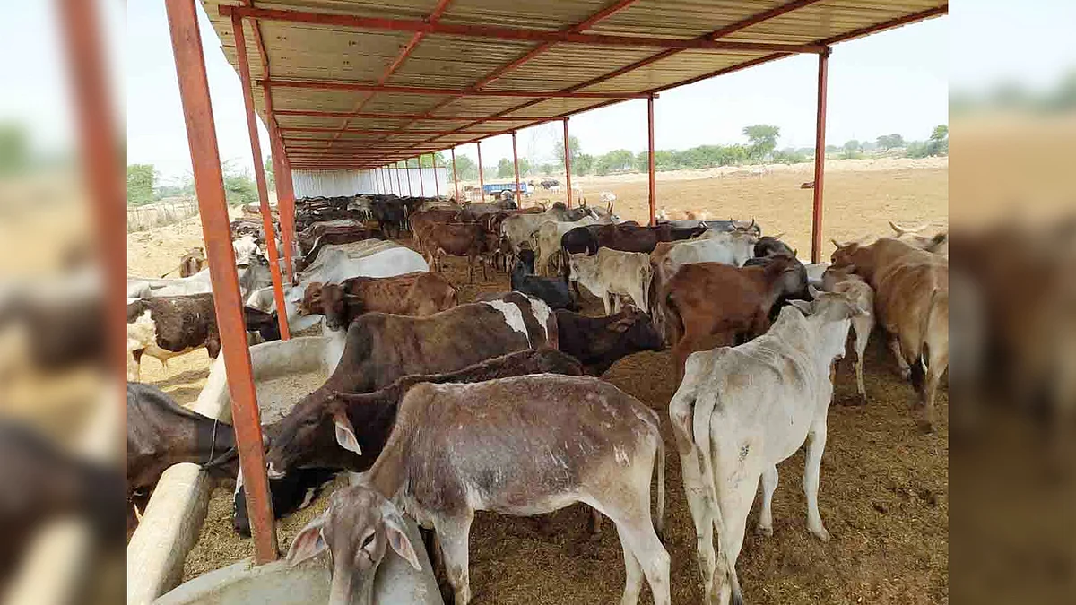 गौशाला वाली कमान में दिखी नशे की तस्करी, अब सवाल ये-कैसे पहुंचा जेल में नशा