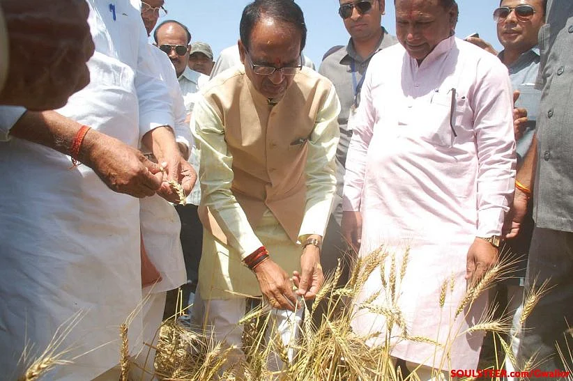 किसानों के बिच जाकर गेहूं की फसल का मुआयना करते शिवराज सिंह चौहान