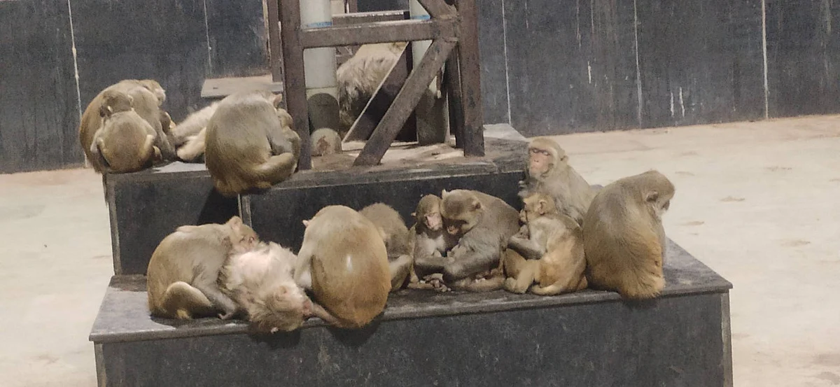 इंसान तो इंसान बेजुबान भी शीतलहर की चपेट में