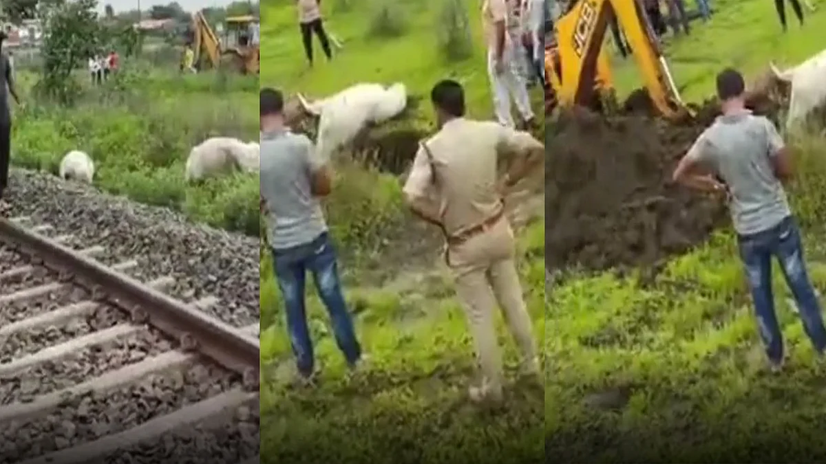 Rajgarh : ट्रेन की चपेट में आई कई गाय
