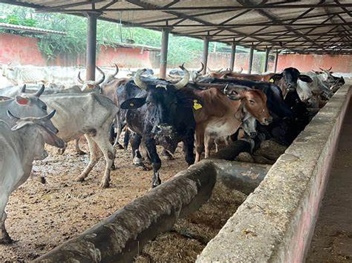 कोटा में लंपी संक्रमित गोवंश की संख्या तिहाई के पार