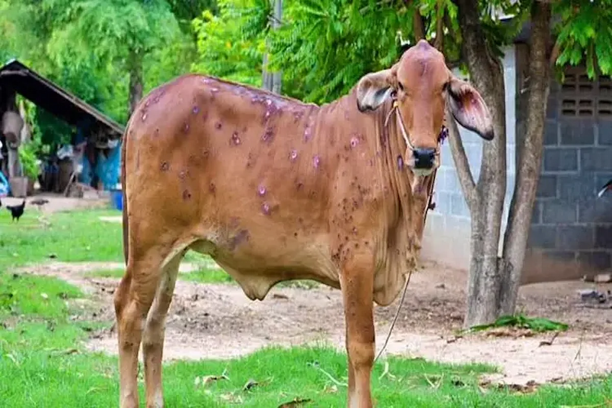 झुंझुनू जिले में लम्पी से दो हजार पशुओं की मौत