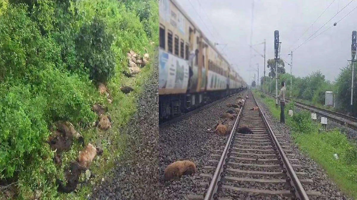 मध्यप्रदेश में ट्रेन की चपेट में आने से कई भेड़ों की मौत