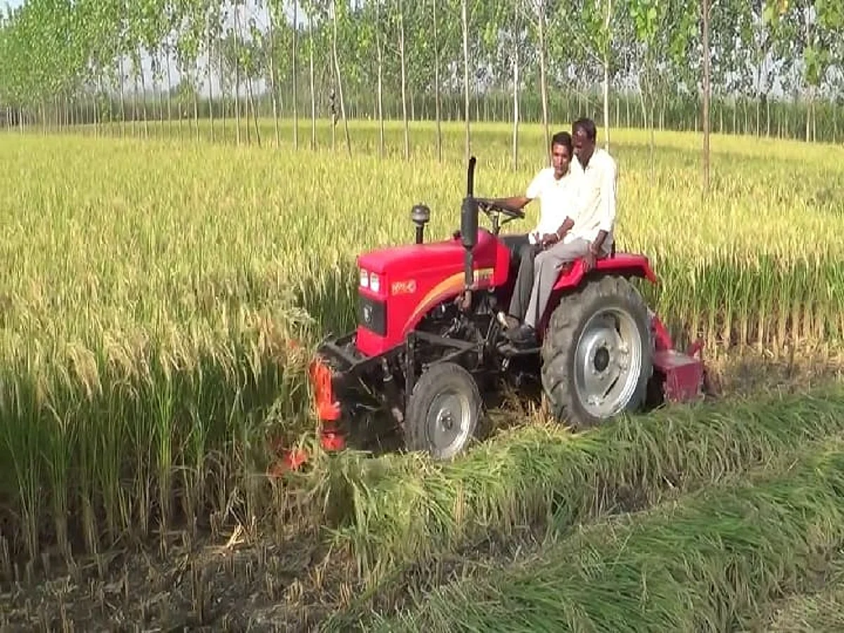 चाइना वायरस से पंजाब के 14 जिलों में धान की फसल प्रभावित