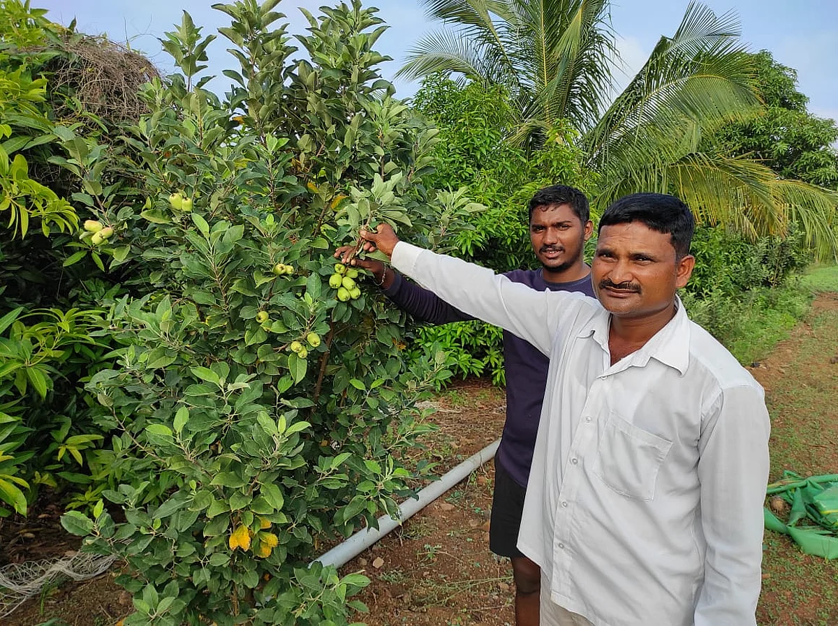 राळेगणसिद्धीत सफरचंदाची बाग, पंधराच गुंठ्यात १० लाख!