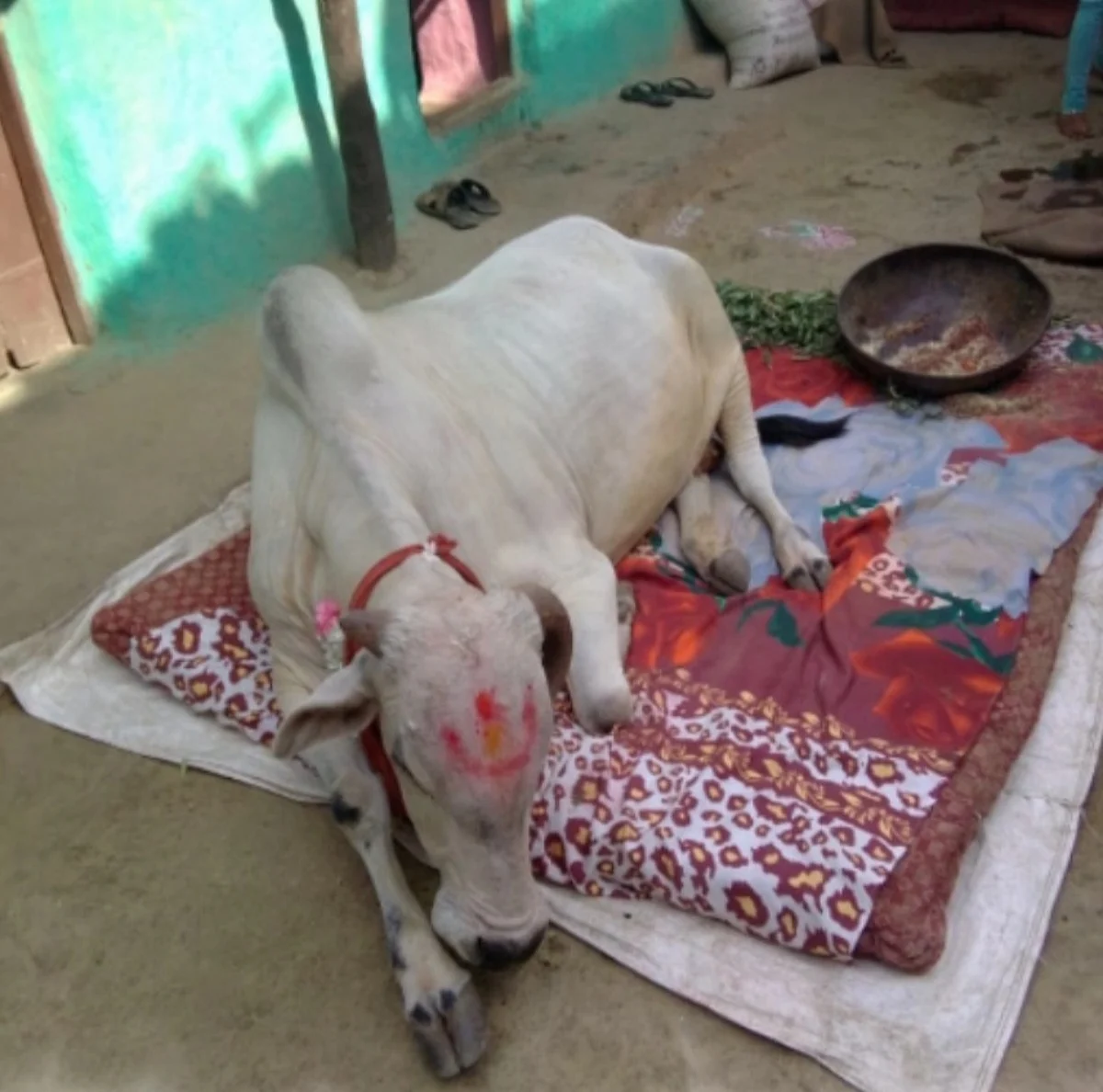 गायीला बसायला गादी! विदर्भातील भक्त गावाने बांधलंय गो मंदिर