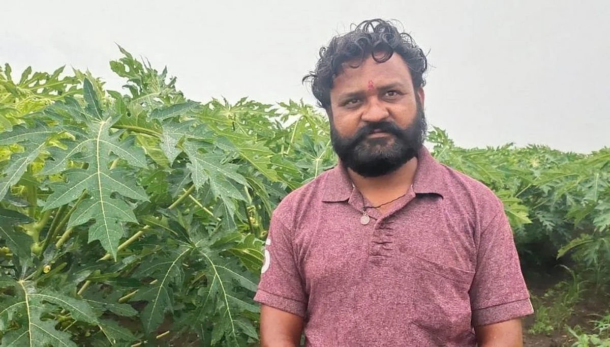 पपईच्या पिकावर लिपकर रोगाचा धोका, फळबाग शेतकरी संकटात