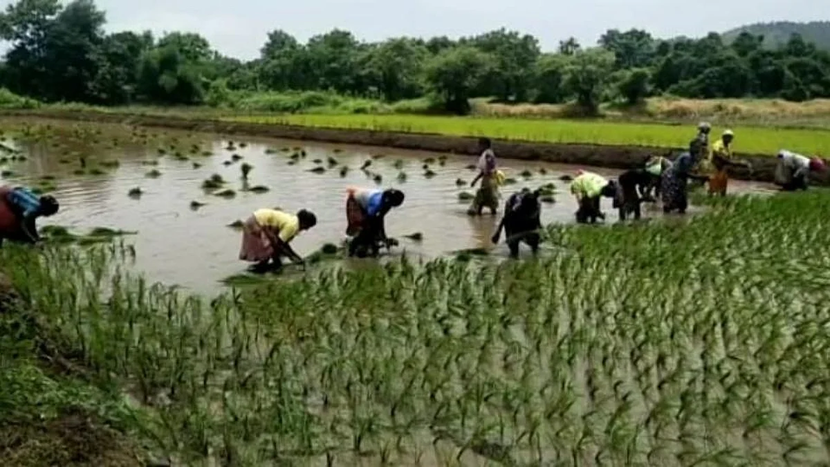 रायगडात मुसळधार; शेतात घुमू लागले खलाटीचे सूर