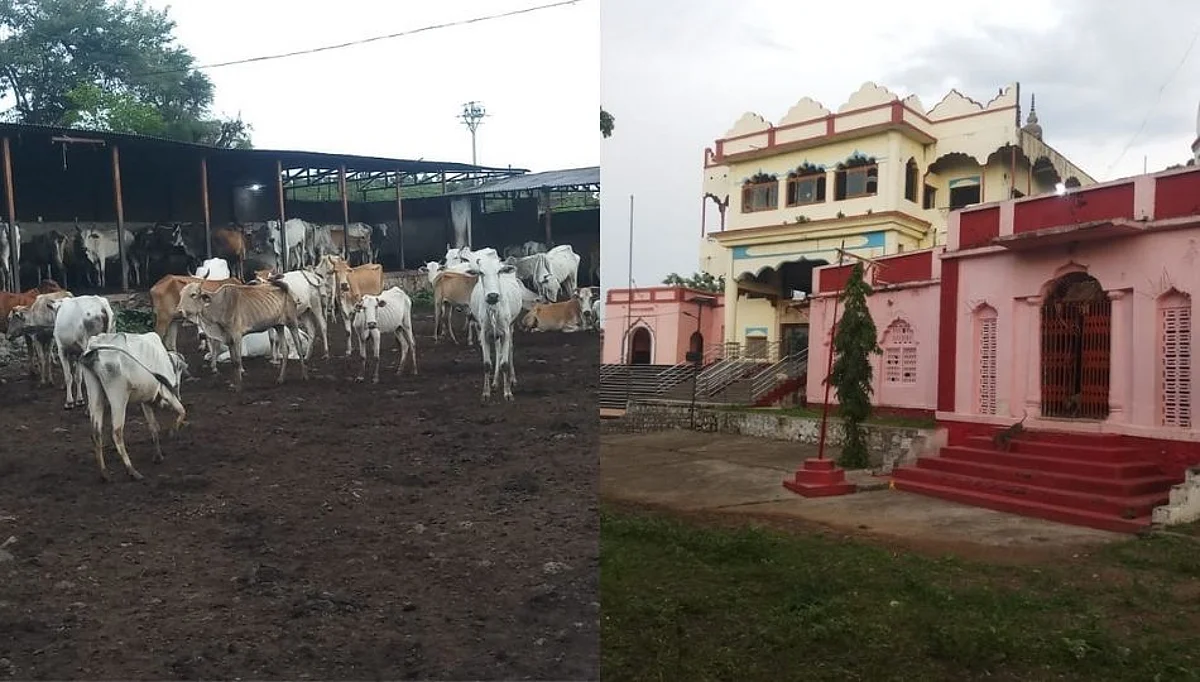 'खट्या’गाईंचे संगोपन करणारी जोडमोहा एकमेव गोशाळा