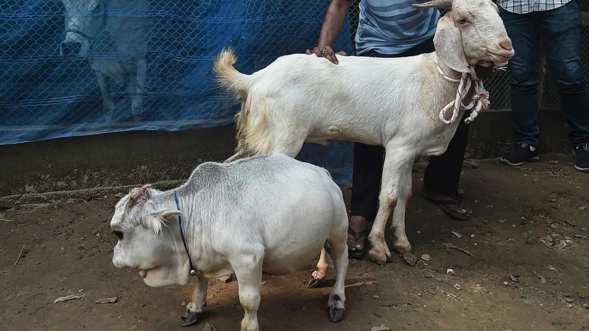 'ही' आहे जगातील सर्वात कमी उंचीची गाय