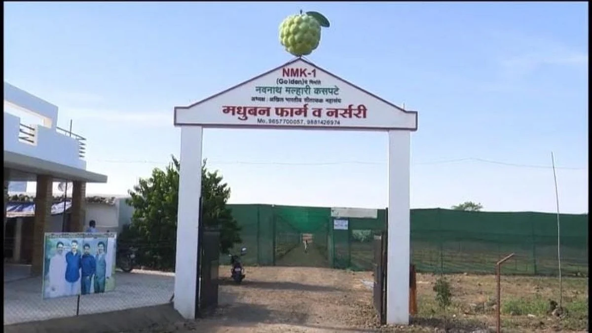 बार्शीत सीताफळाच्या 42 जाती एकाच छताखाली
