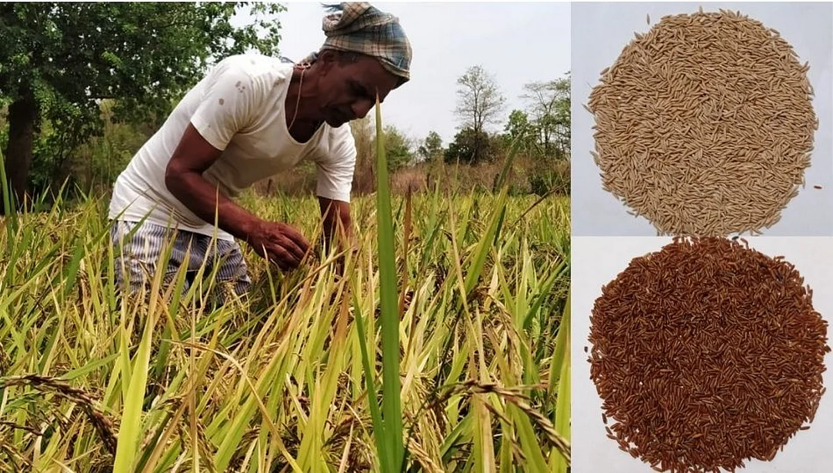 रायगड जिल्ह्यात आता विविध रंगी भाताचे उत्पादन